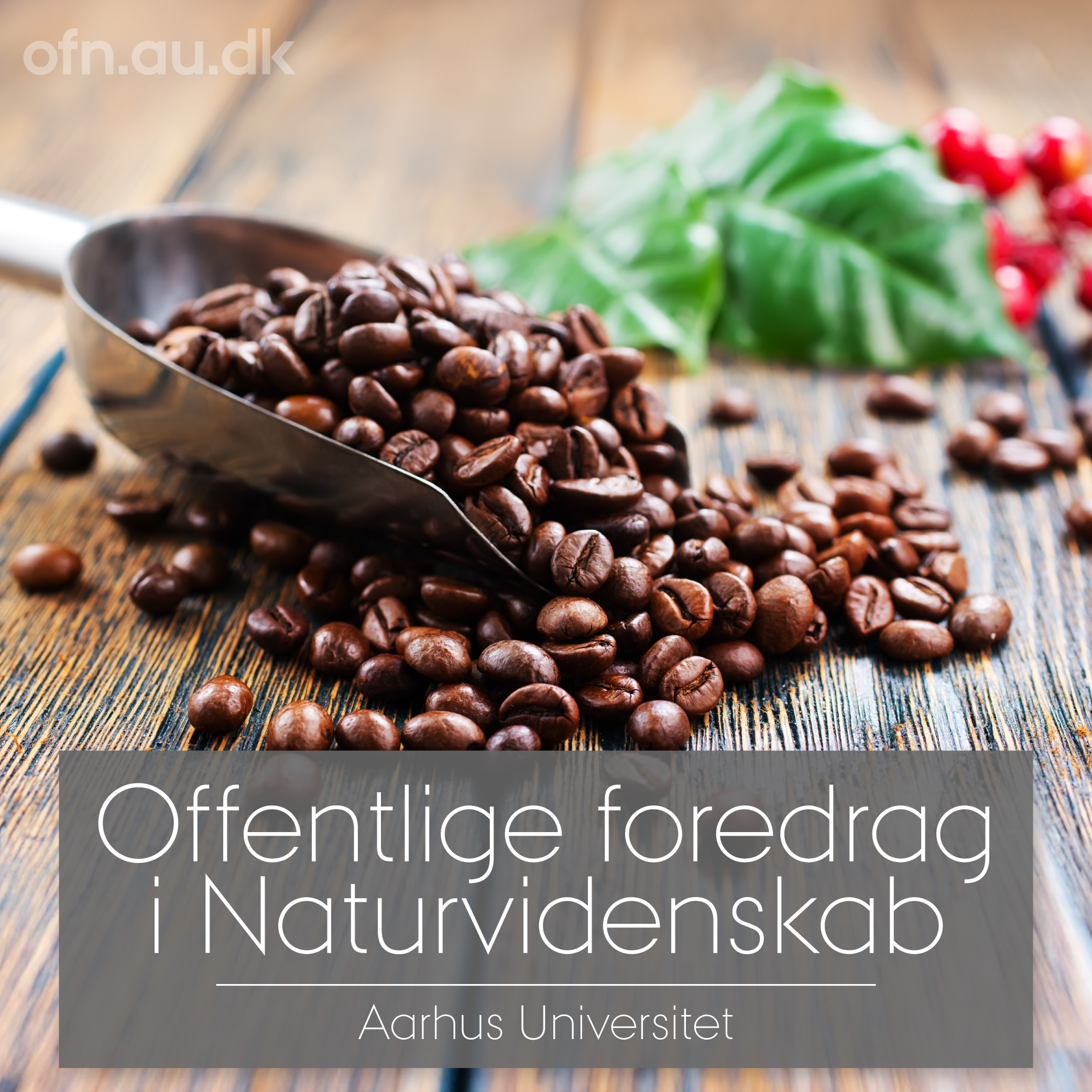 AU Livestreaming: Kaffe | Rødekro