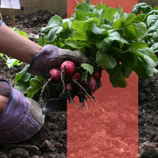 Hænder i havehandsker trækker radiser op af jorden i en køkkenhave.