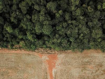 Foto af grænse mellem slette og Amazonas