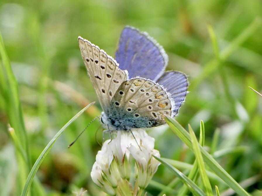 Blåfugl på blomst